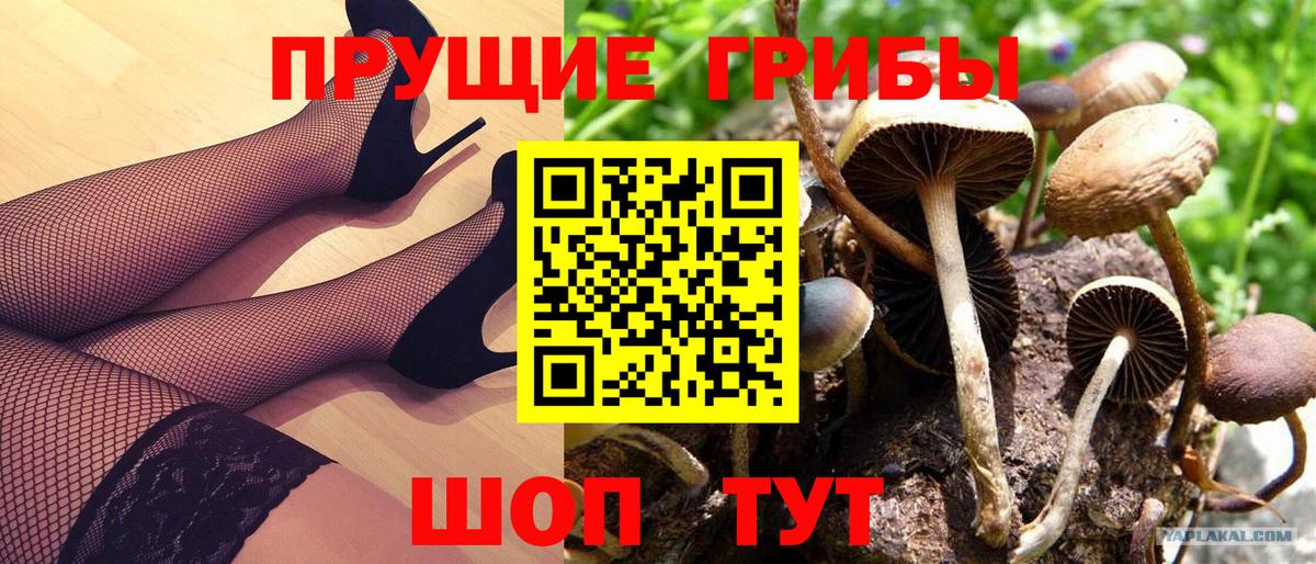 Берёзовский  Псилоцибиновые грибы прущие грибы  Вход с VPN 
